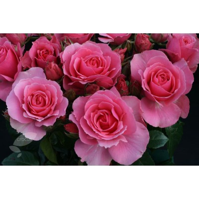 Floribunda Rose You're Beautiful